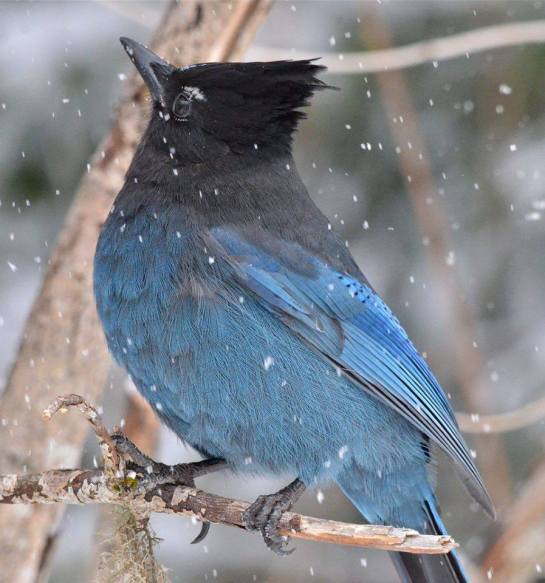 25994796_1606267762794550_6730094416427651586_n