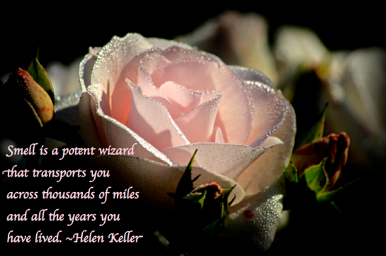 Screen Shot 2017-12-18 at 11.26.15 PM.png