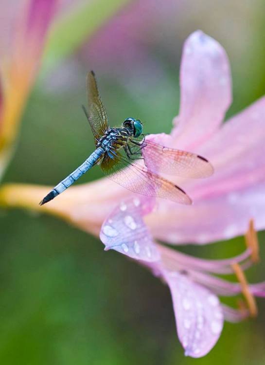 26056015_1611584562262870_1228606360835661164_n