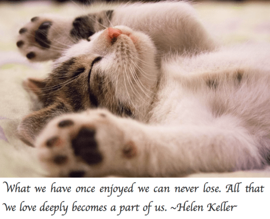 Screen Shot 2018-01-12 at 11.14.46 PM.png