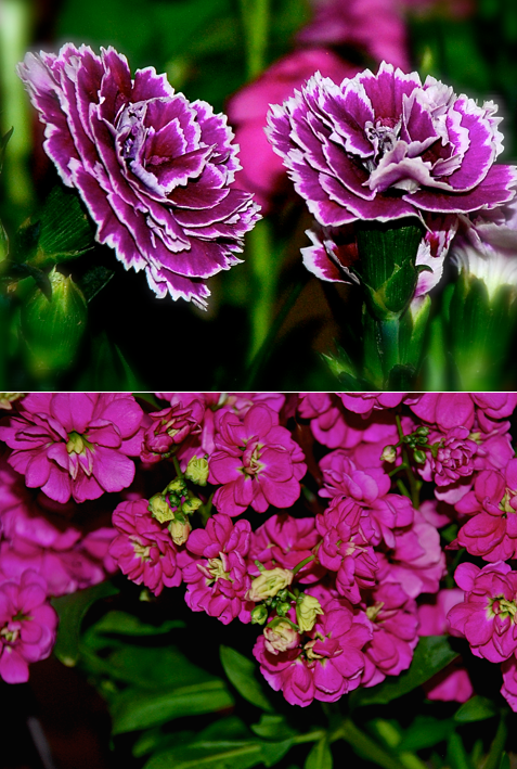 Screen Shot 2018-01-14 at 5.08.08 PM.png