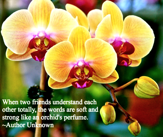 Screen Shot 2018-01-23 at 11.01.58 PM.png