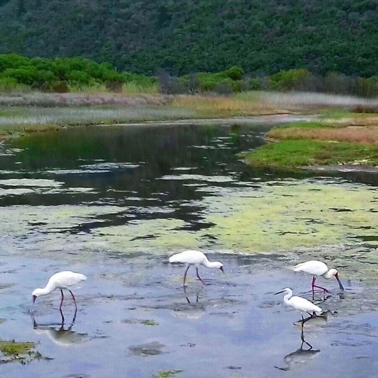 mystical wetlands.jpg