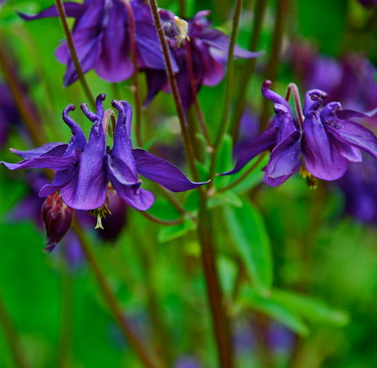 Screen Shot 2018-02-01 at 9.03.20 PM.png