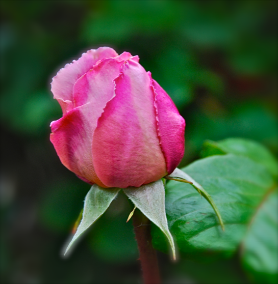 Screen Shot 2018-02-01 at 9.11.13 PM.png