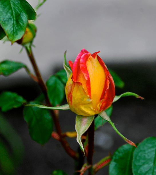 Screen Shot 2018-02-01 at 9.15.18 PM.png