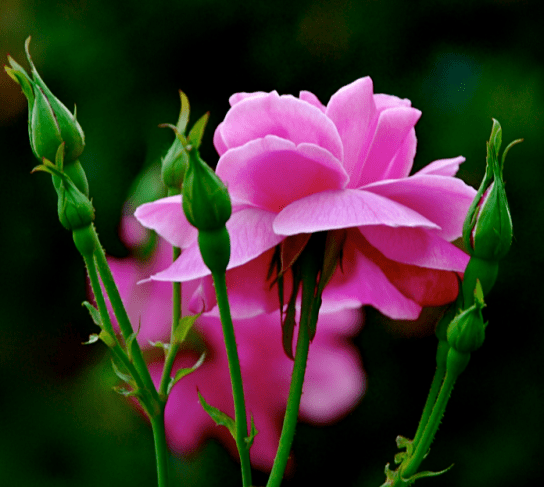 Screen Shot 2018-02-12 at 3.26.21 PM.png