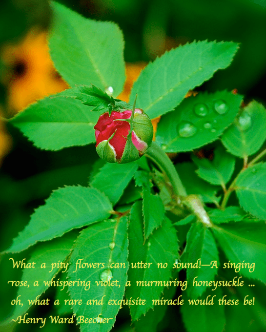 Screen Shot 2018-02-22 at 9.34.27 PM.png