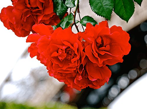 Screen Shot 2018-02-28 at 9.40.30 PM.png