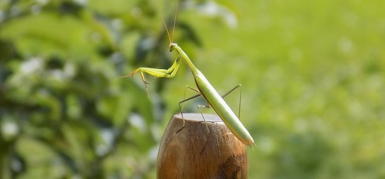 praying mantis