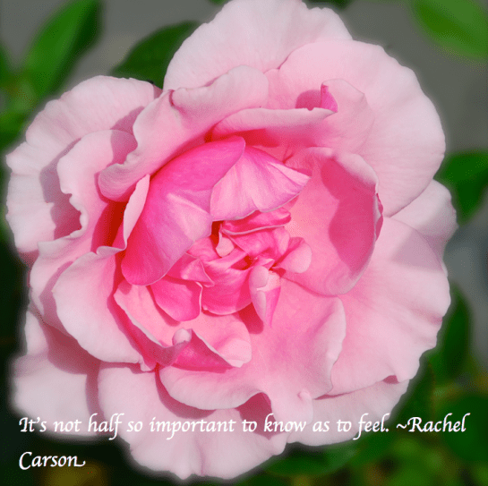 Screen Shot 2018-03-07 at 8.18.13 PM.png