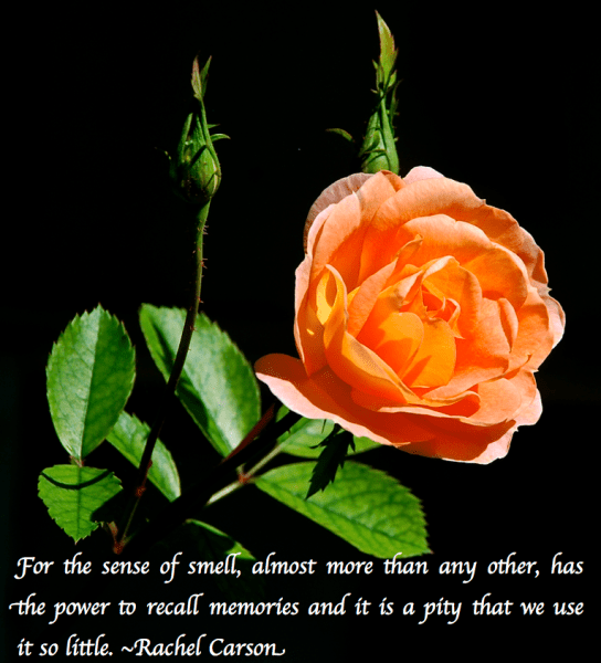 Screen Shot 2018-03-07 at 8.35.28 PM.png