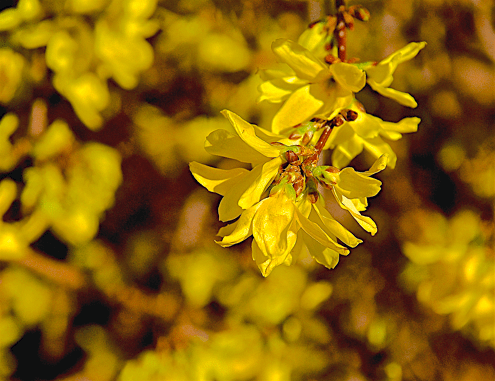 Screen Shot 2018-03-08 at 10.06.05 PM