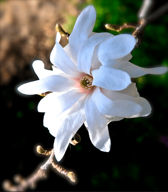 Screen Shot 2018-03-08 at 9.42.45 PM.png