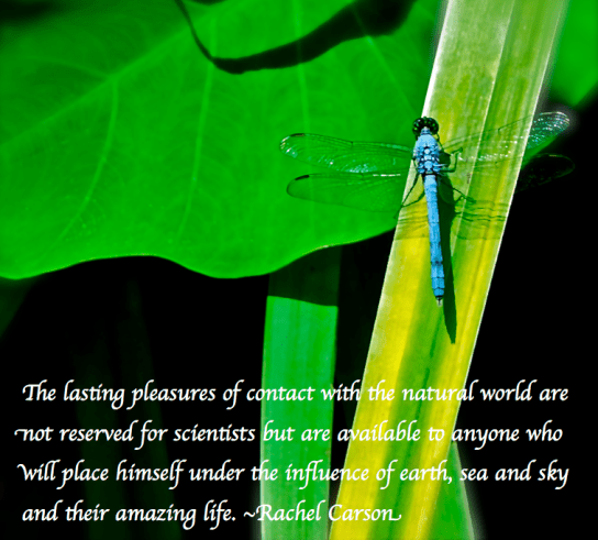 Screen Shot 2018-03-09 at 7.14.10 PM