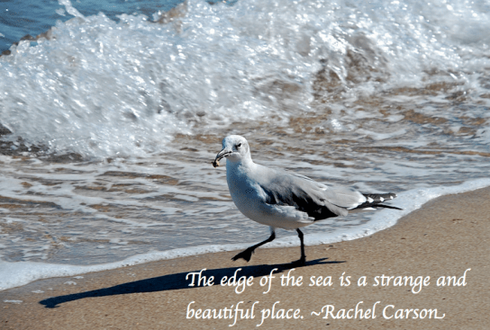 Screen Shot 2018-03-09 at 8.28.19 PM.png