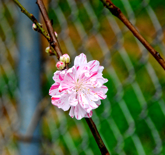 Screen Shot 2018-03-11 at 4.47.08 PM