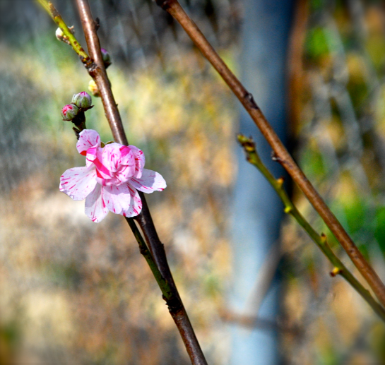 Screen Shot 2018-03-11 at 4.49.29 PM