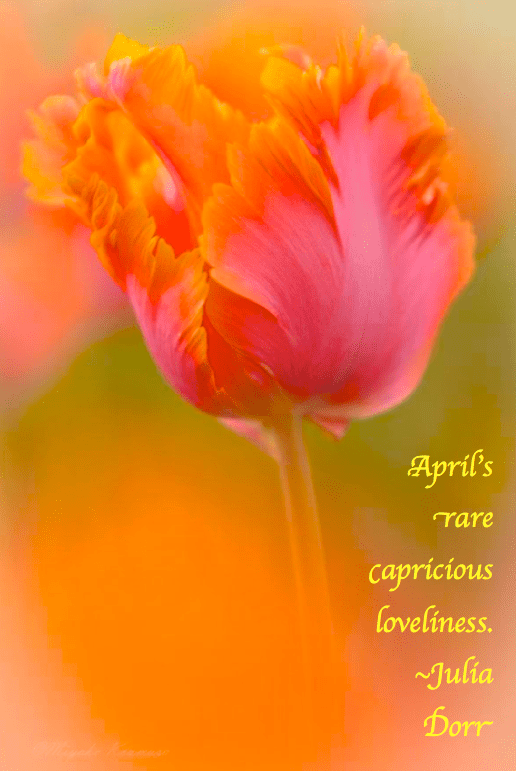 Screen Shot 2018-04-03 at 3.26.51 PM.png