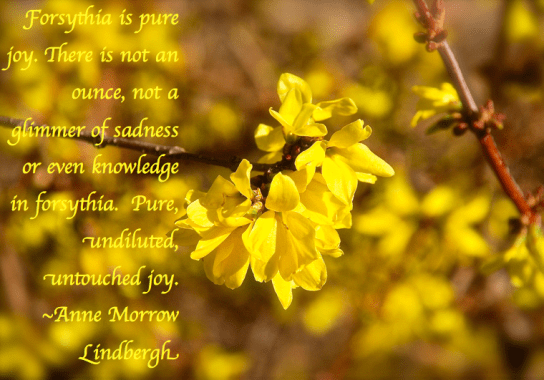 Screen Shot 2018-04-03 at 4.18.20 PM.png