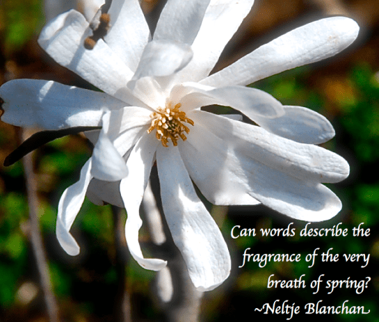 Screen Shot 2018-04-03 at 5.14.56 PM.png