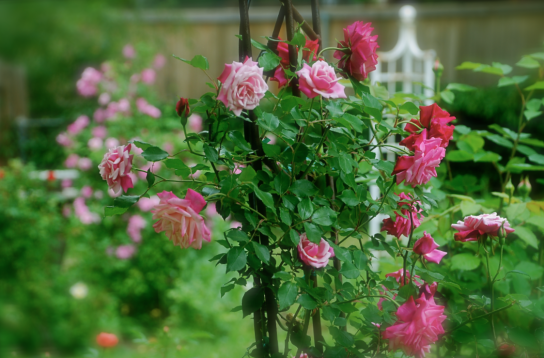 Screen Shot 2018-04-06 at 8.36.31 PM.png