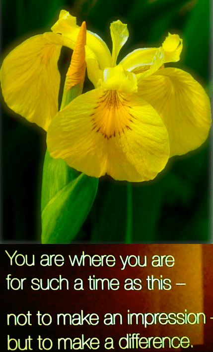 Screen Shot 2018-04-17 at 5.17.12 PM.png