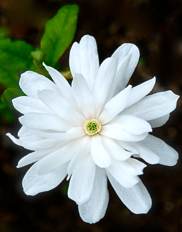 Screen Shot 2018-04-25 at 3.13.08 PM.png