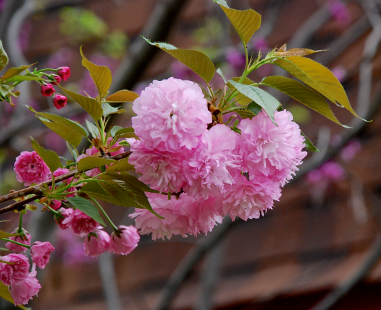 Screen Shot 2018-04-25 at 3.30.58 PM.png