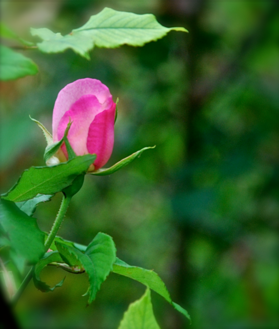 Screen Shot 2018-04-25 at 3.58.50 PM.png