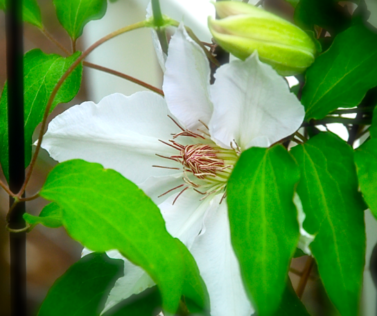 Screen Shot 2018-04-25 at 4.01.50 PM.png