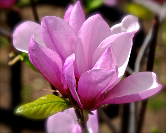 Screen Shot 2018-04-25 at 4.20.24 PM.png