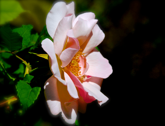 Screen Shot 2018-04-25 at 4.34.06 PM.png