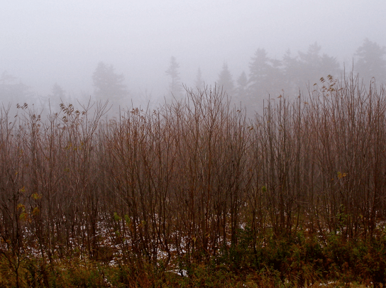 Screen Shot 2018-04-25 at 4.50.16 PM.png