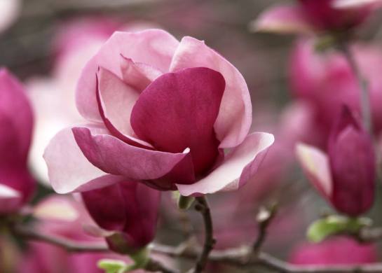 31543913_10160554868565093_8334741134353891328_o