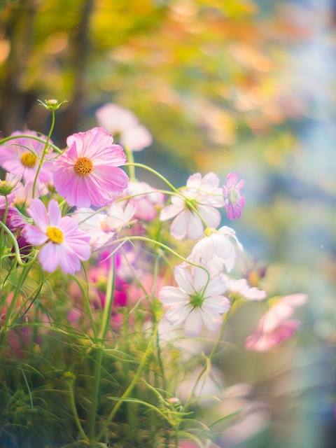 32506910_1740136742732317_1829486893629177856_n (1)