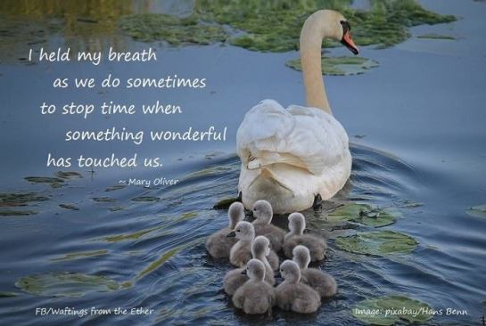 33599898_978245269007477_3331145195616993280_n