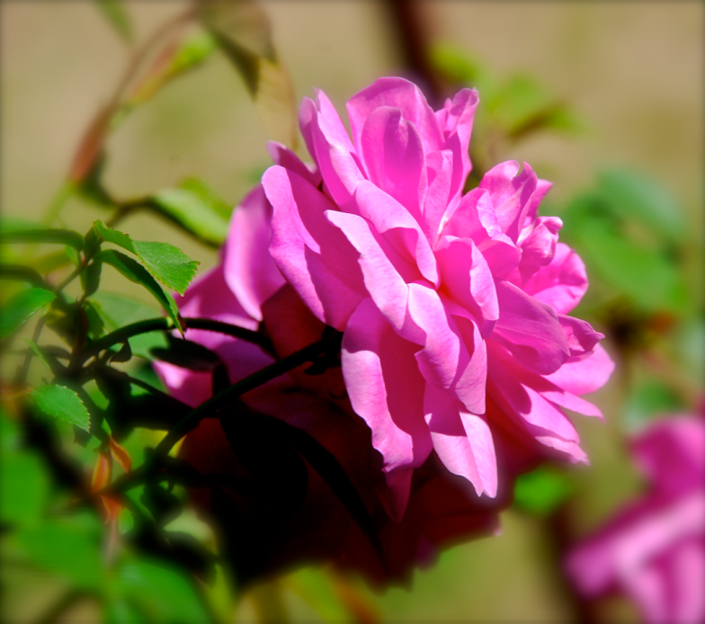 Screen Shot 2018-05-02 at 6.26.05 PM.png