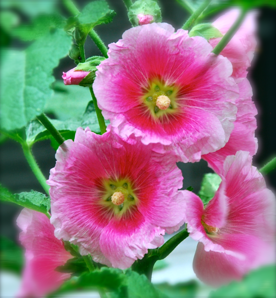 Screen Shot 2018-05-06 at 11.04.46 PM.png