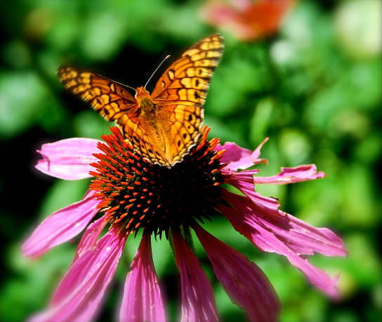 Screen Shot 2018-05-23 at 11.03.33 PM.png