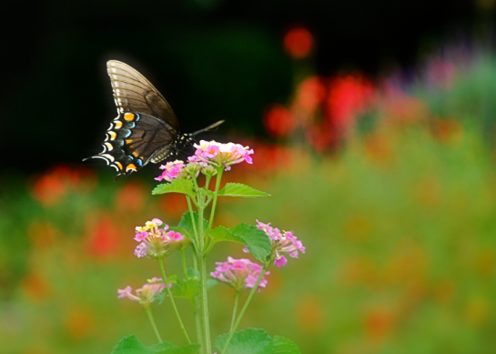 Screen Shot 2018-05-23 at 11.08.11 PM.png