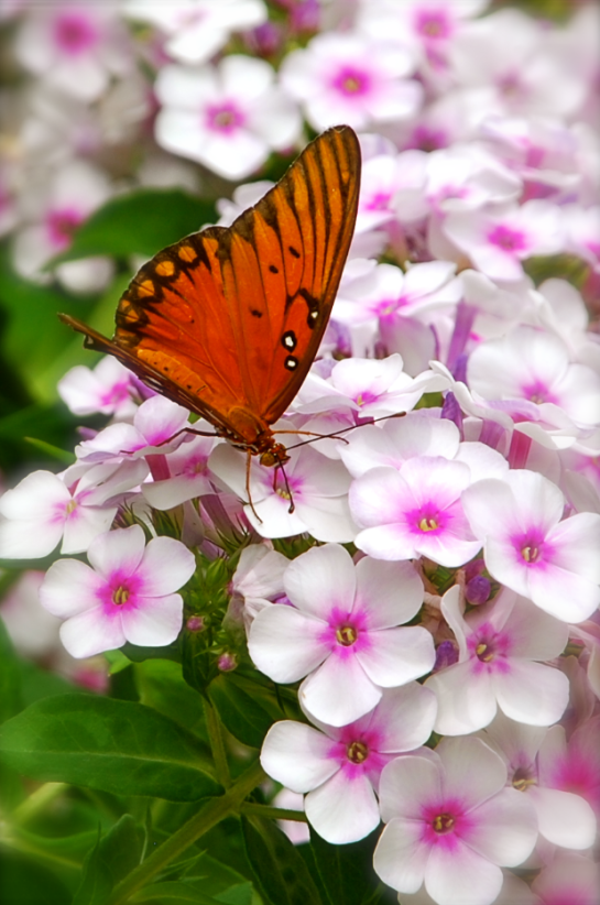 Screen Shot 2018-05-23 at 11.09.46 PM.png