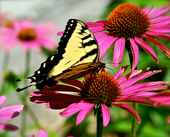 Screen Shot 2018-05-23 at 11.11.56 PM.png