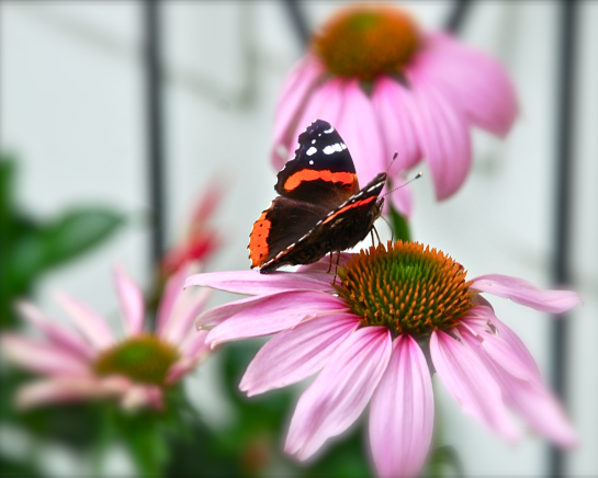 Screen Shot 2018-05-23 at 11.15.00 PM.png