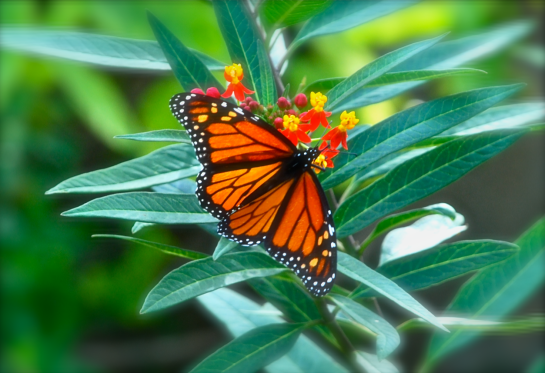 Screen Shot 2018-05-23 at 11.16.13 PM.png