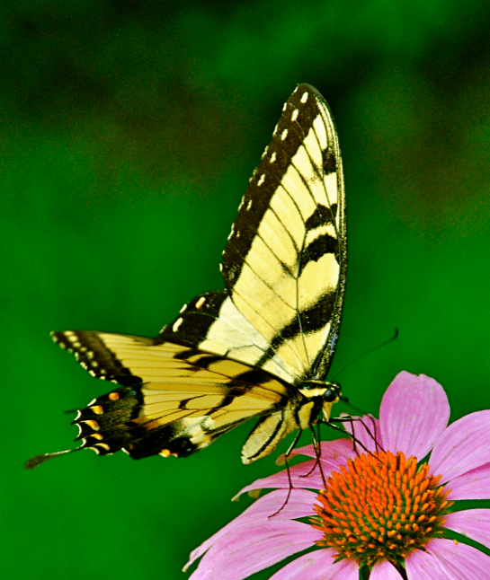 Screen Shot 2018-05-23 at 11.17.22 PM.png