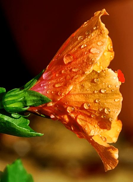 Screen Shot 2018-05-30 at 5.43.23 PM.png