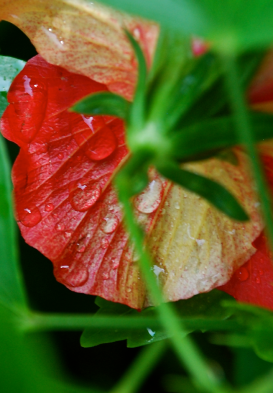 Screen Shot 2018-05-30 at 5.44.21 PM.png