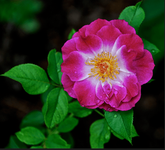 Screen Shot 2018-05-30 at 5.46.46 PM.png