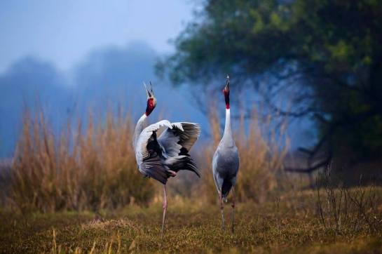 34306080_1678565312260772_3281738090867064832_n